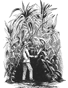 Historische Abbildung einer Zuckerrohrpflanzung in Lousiana